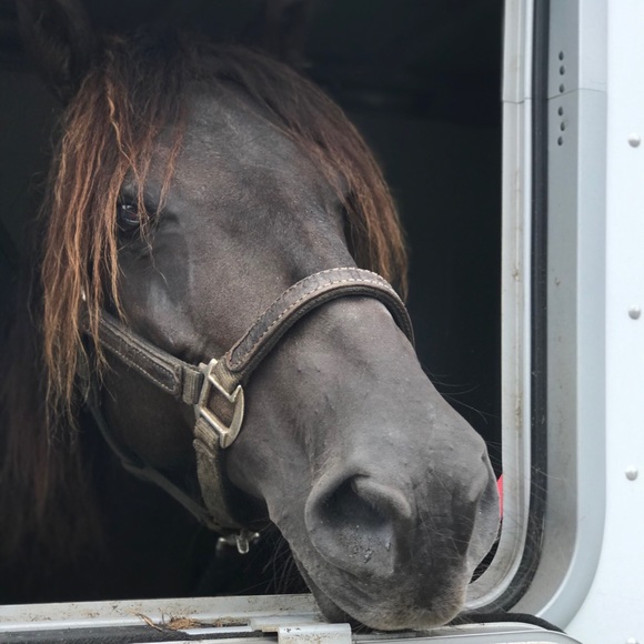 Meet your Posher, Robin - Picture 1 of 1